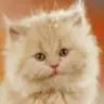 Piesel's Avatar